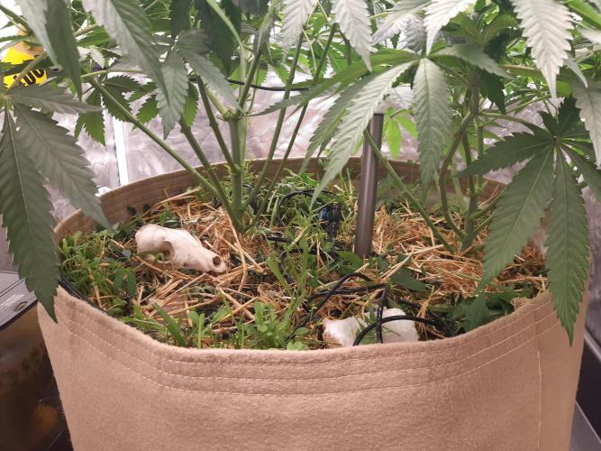 Living soil fast buds photos. Week 6