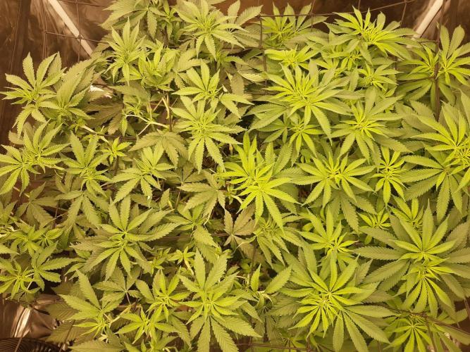 Living soil fast buds photos. Week 7