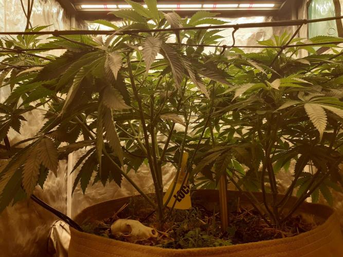 Living soil fast buds photos. Week 7