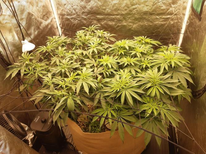Living soil fast buds photos. Week 7
