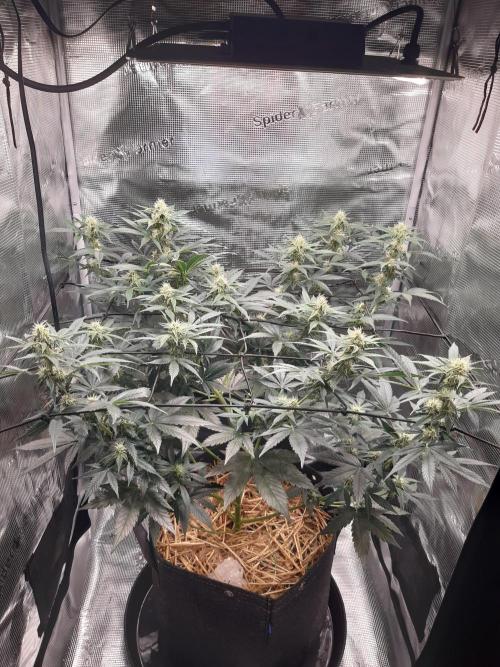 Garlic budder auto living soil test. Week 7