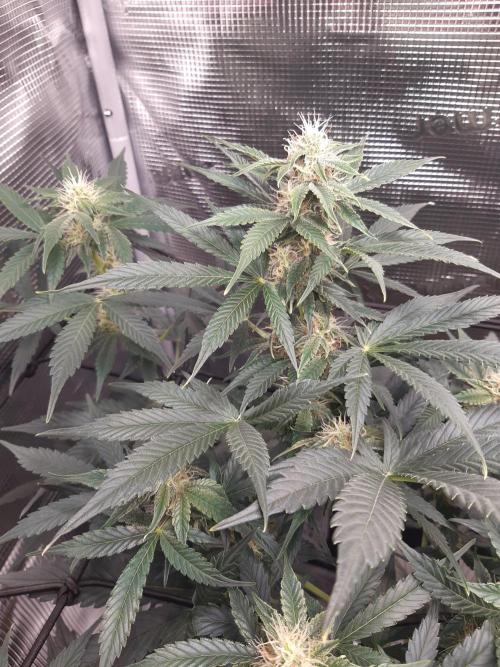 Garlic budder auto living soil test. Week 7