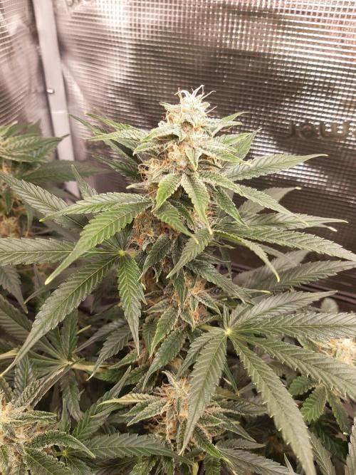 Garlic budder auto living soil test. Week 8