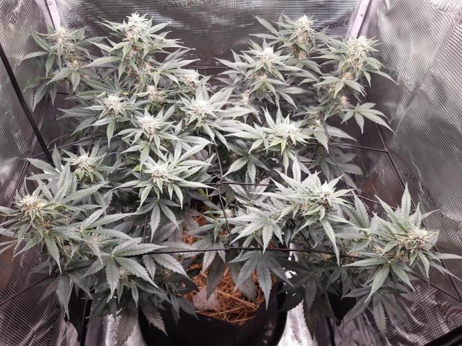 Garlic budder auto living soil test. Week 8