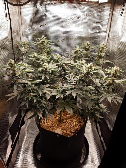 Garlic budder . Week 8