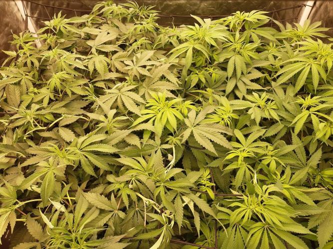 Living soil fast buds photos. Week 8