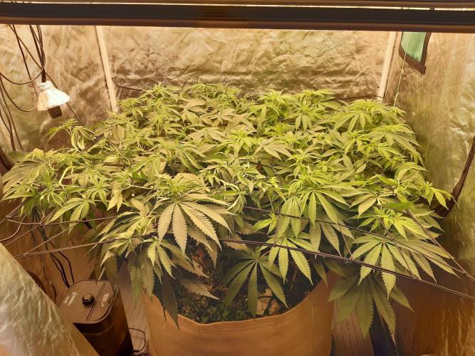 Living soil fast buds photos. Week 8