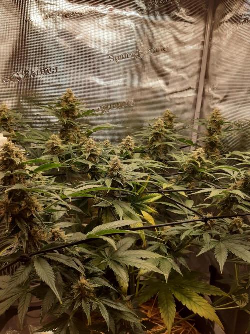 Garlic budder auto living soil test. Week 9
