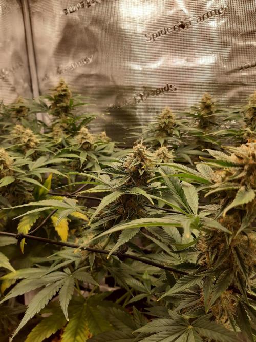 Garlic budder auto living soil test. Week 9