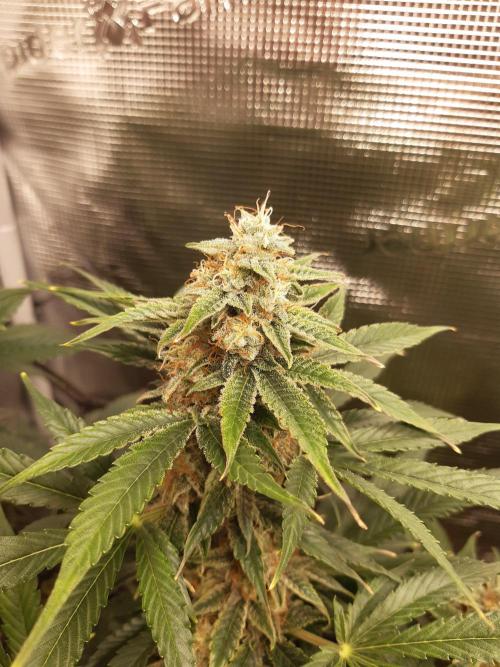 Garlic budder auto living soil test. Week 9