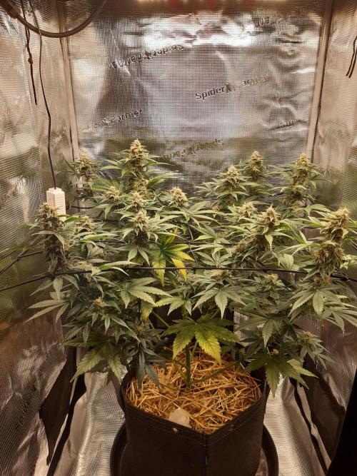Garlic budder auto living soil test. Week 9
