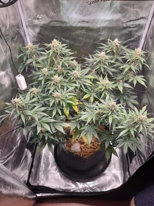 Garlic budder auto living soil test. Week 9