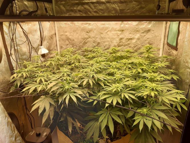Living soil fast buds photos. Week 9