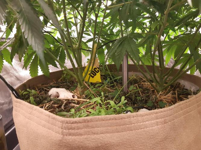 Living soil fast buds photos. Week 9