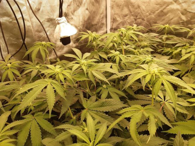 Living soil fast buds photos. Week 9 - Lemonpaya 🍋 