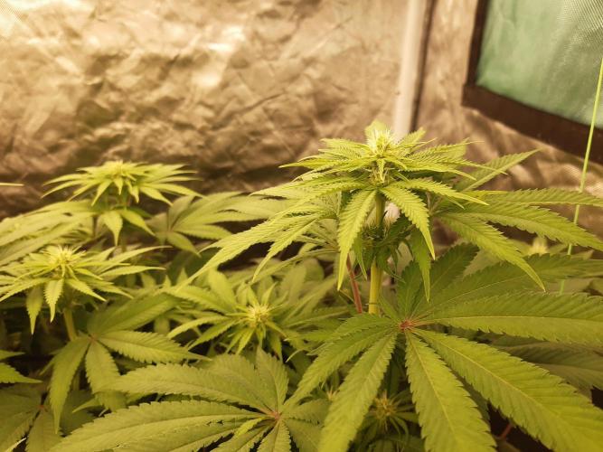 Living soil fast buds photos. Week 9 - Lemon mandarin 🍊 