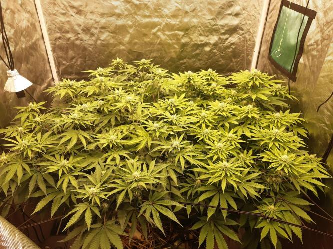 Living soil fast buds photos. Week 10