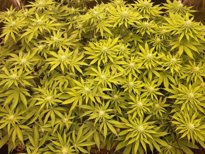 Living soil fast buds photos. Week 10