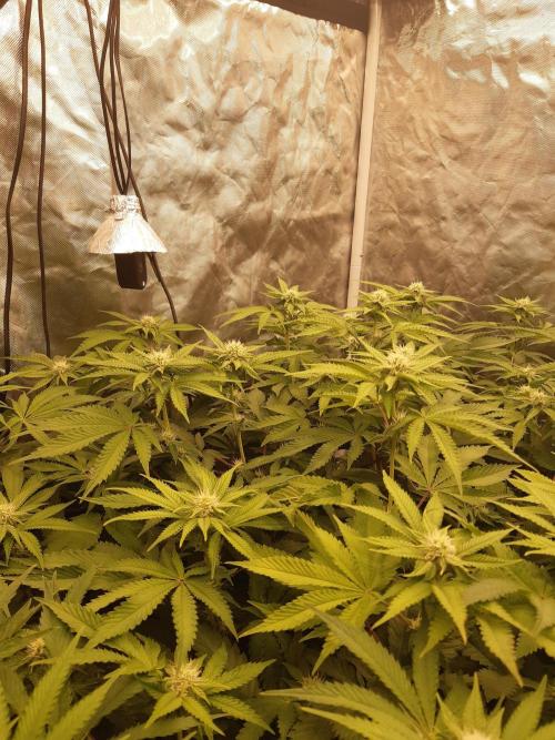 Living soil fast buds photos. Week 10