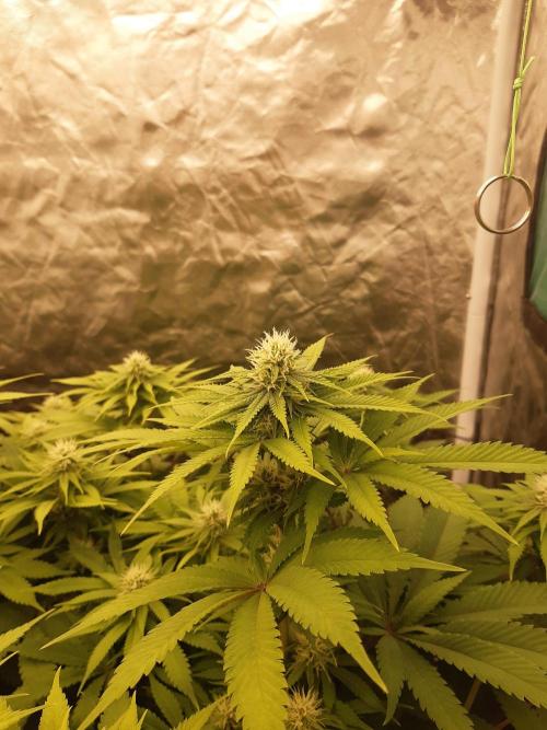 Living soil fast buds photos. Week 10