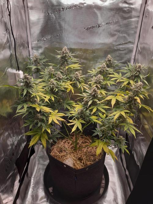 Garlic budder auto living soil test. Week 10