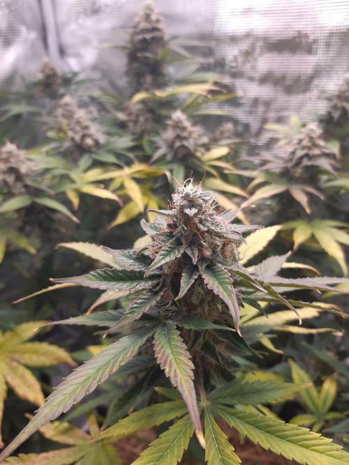 Garlic budder auto living soil test. Week 10