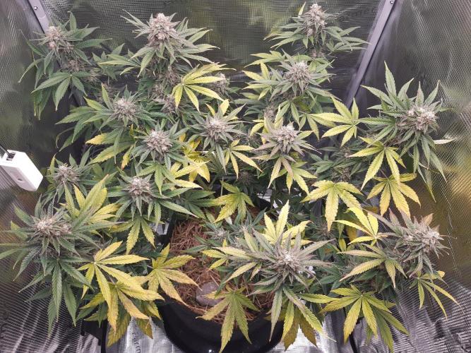 Garlic budder auto living soil test. Week 10