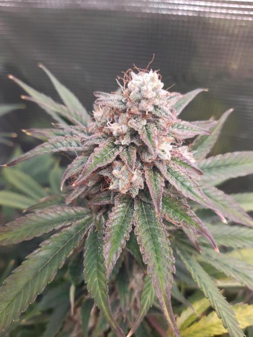 Garlic budder auto living soil test. Week 10