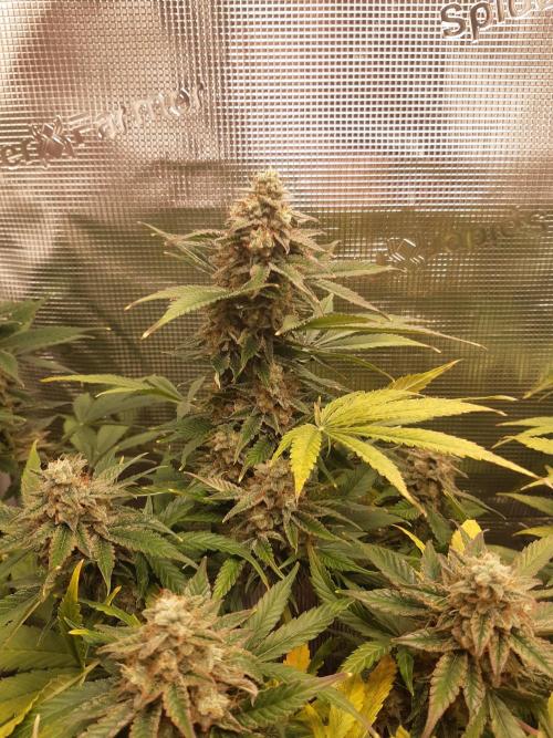 Garlic budder auto living soil test. Week 10
