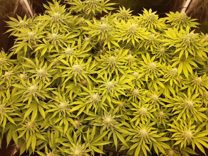 Living soil fast buds photos. Week 11