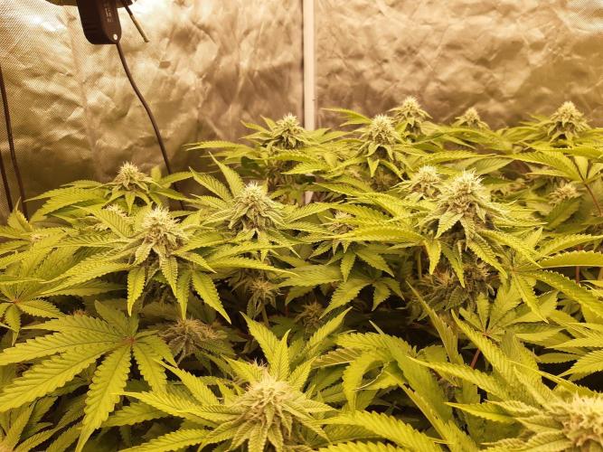 Living soil fast buds photos. Week 11