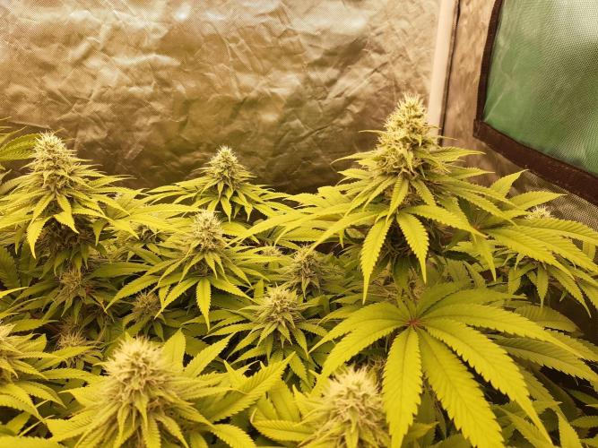 Living soil fast buds photos. Week 11