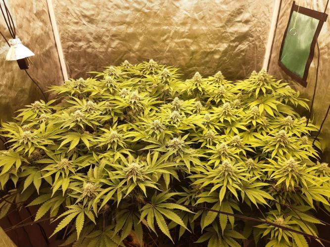 Living soil fast buds photos. Week 11