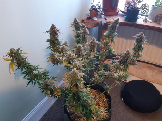 Garlic budder auto living soil test. Week 11