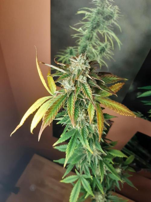 Garlic budder auto living soil test. Week 11