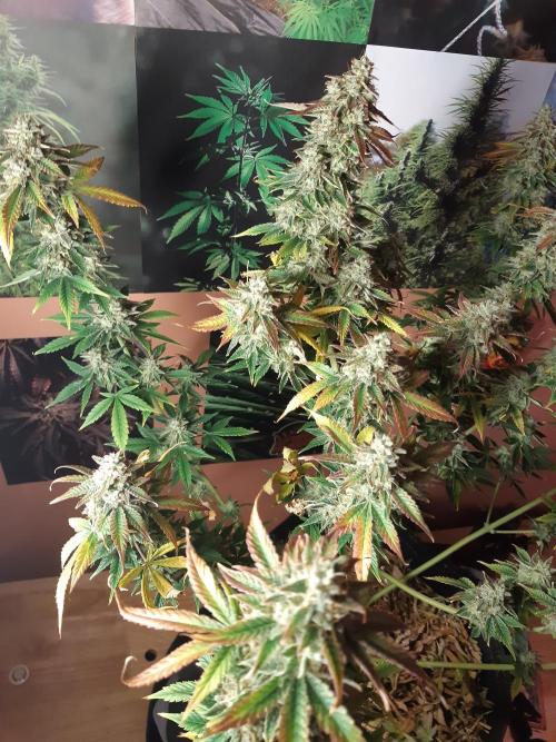 Garlic budder auto living soil test. Week 11