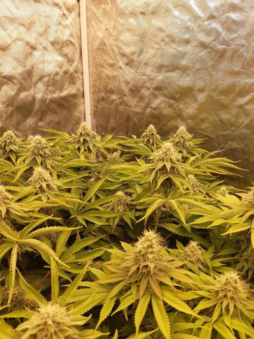 Living soil fast buds photos. Week 12