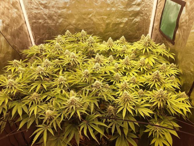 Living soil fast buds photos. Week 12