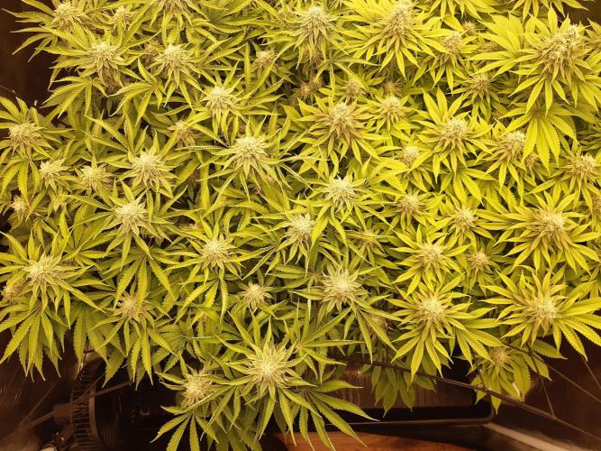 Living soil fast buds photos. Week 12