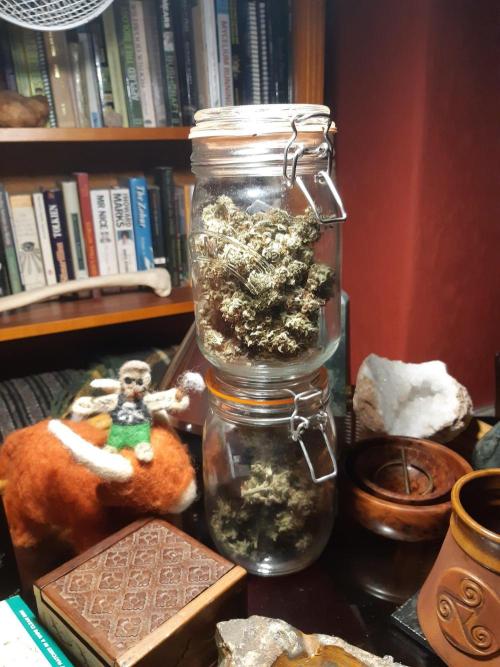 Garlic budder auto living soil test. Week 11