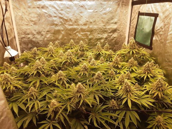 Living soil fast buds photos. Week 13