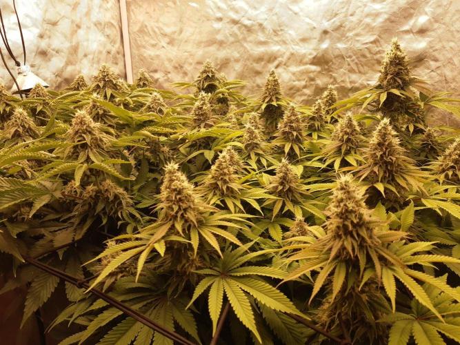 Living soil fast buds photos. Week 13