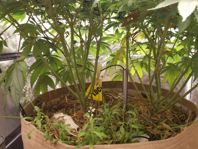 Living soil fast buds photos. Week 13