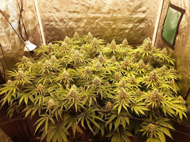 Living soil fast buds photos. Week 13