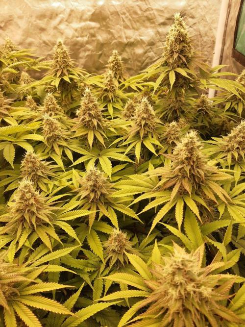 Living soil fast buds photos. Week 13