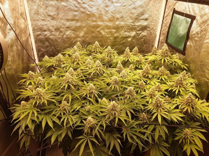 Living soil fast buds photos. Week 13