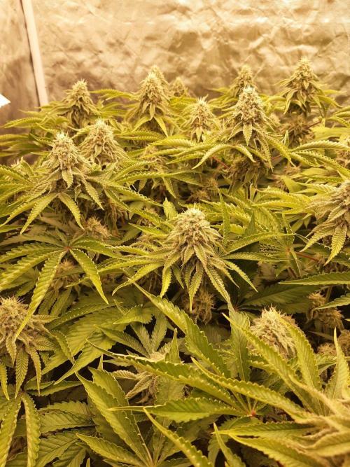 Living soil fast buds photos. Week 13
