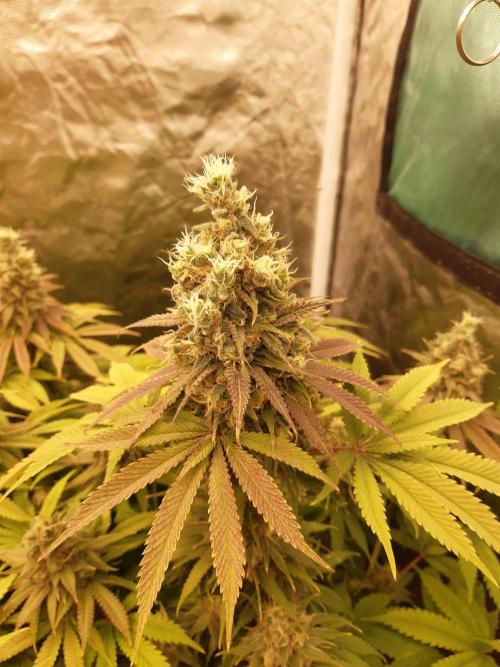 Living soil fast buds photos. Week 14