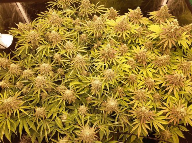 Living soil fast buds photos. Week 14