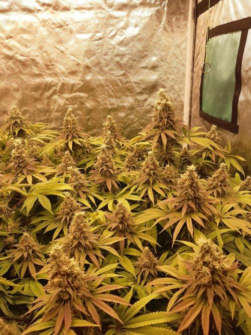 Living soil fast buds photos. Week 14